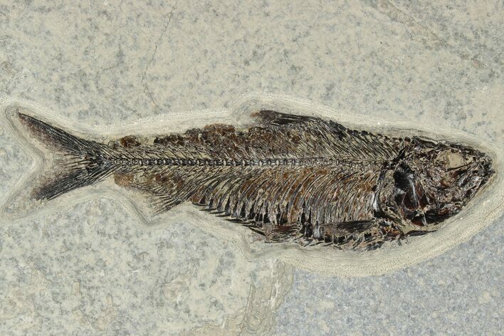 Huge, Fossil Fish (Knightia) - Green River Formation #189616